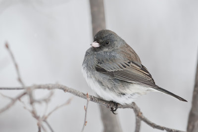 Dark-EyedJunco_2013Jan21_7960.jpg