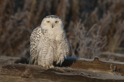 SnowyOwl_2011Dec09_8395.jpg