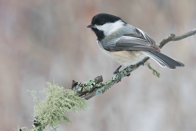 Black-cappedChickadee_2013Feb05_9000.jpg