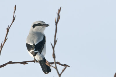 NorthernShrike_2013Feb08_9323.jpg