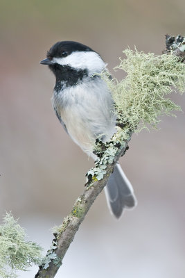 Black-cappedChickadee_2013Feb05_8966.jpg