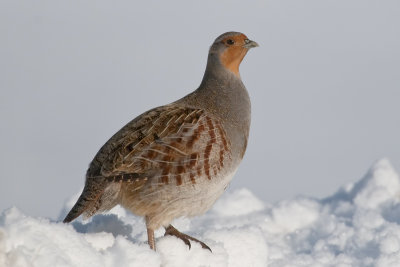 Birds of the Prairies