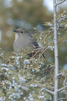 Thrushes (Turididae)