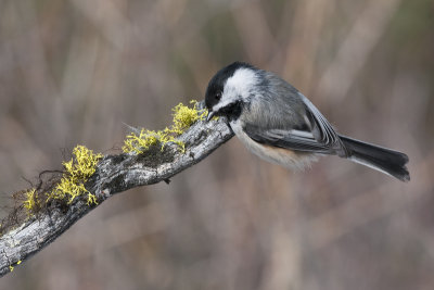 Black-cappedChickadee_20130223_0030.jpg