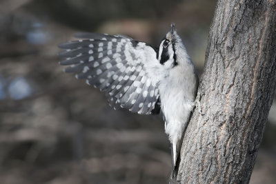 Woodpeckers, Sapsuckers, Flickers (Picidae)