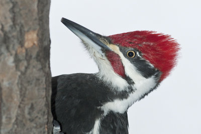 Woodpeckers, Sapsuckers, Flickers (Picidae)