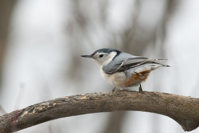 Nuthatches (Sittidae)