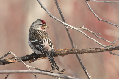 CommonRedpoll_20130328_1147.jpg