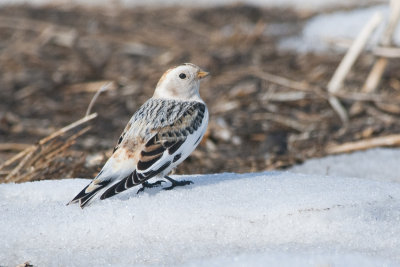 SnowBunting_20130329_1117.jpg