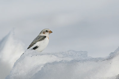 SnowBunting_20130329_1064.jpg