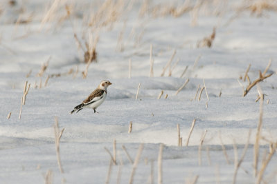 SnowBunting_20130329_1087.jpg