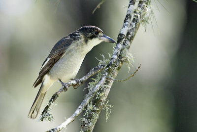 GreyButcherbird_20130421_1711.jpg