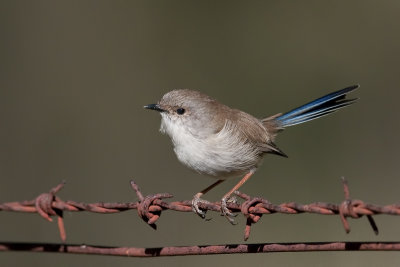 SplendidFairywren_20130422_1808.jpg