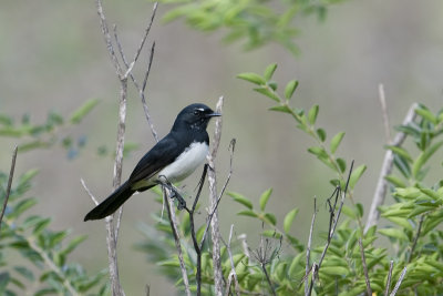 WillieWagtail_20130421_1737.jpg