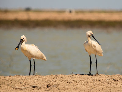 Spoonbills