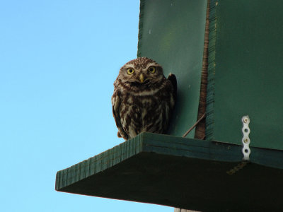 Little Owl