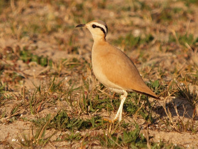 Cream Coloured Courser