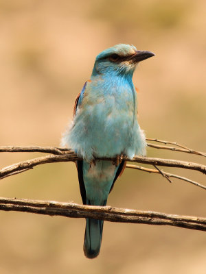 European Roller