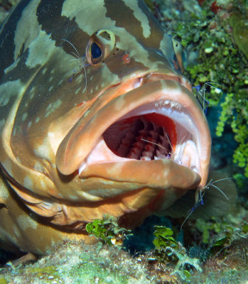 Grouper Dentists.jpg