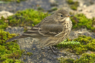 American Buff-bellied Pipit (Anthus rubescens)