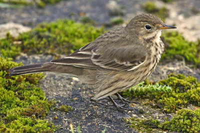 American Buff-bellied Pipit (Anthus rubescens)