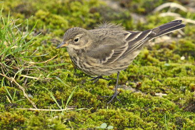 American Buff-bellied Pipit (Anthus rubescens)