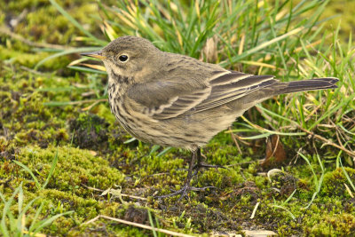 American Buff-bellied Pipit (Anthus rubescens)