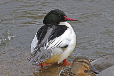 Goosander (Mergus merganser)