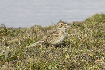 Corn Bunting (Miliaria calandra)