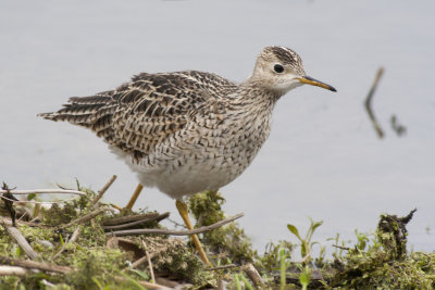 Upland Sandpiper