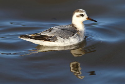 Red Phalarope