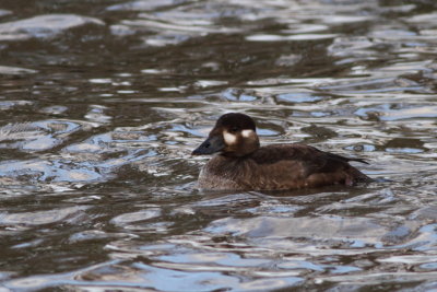Surf Scoter - Female