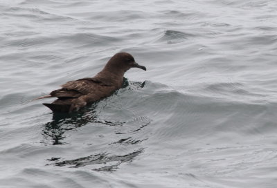 Shearwaters