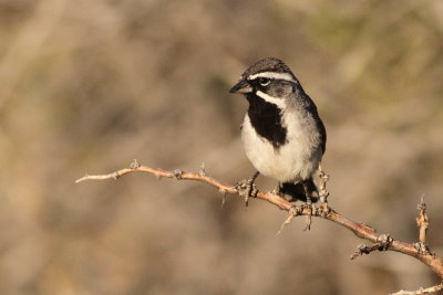 Black-Throated Sparrow