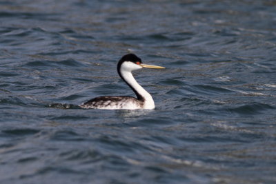 Western Grebe
