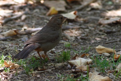 California Towhee