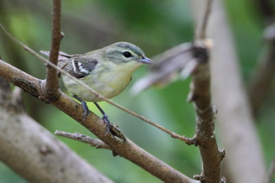 Cerulean Warbler - Female