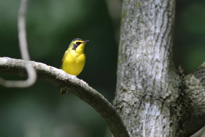 Kentucky Warbler