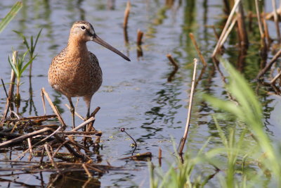 Short-Billed Dowitcher