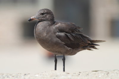 Heerman's Gull - Immature