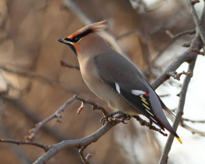 Waxwings and Phainopela