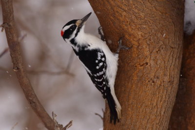 Hairy Woodpecker