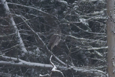 Great Gray Owl