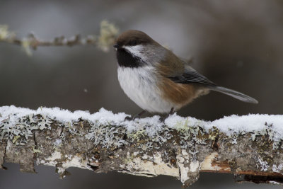 Chickadees, Nuthatches, and Creepers