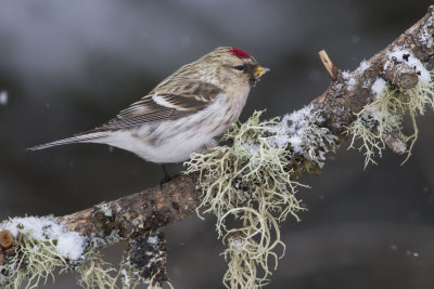 Hoary Redpoll