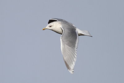 Iceland Gull
