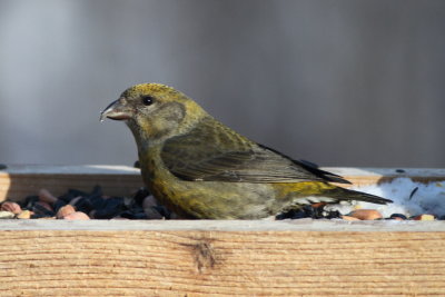 Red Crossbill - Female