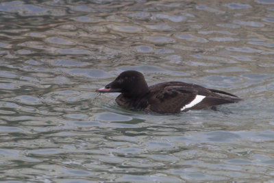White-Winged Scoter