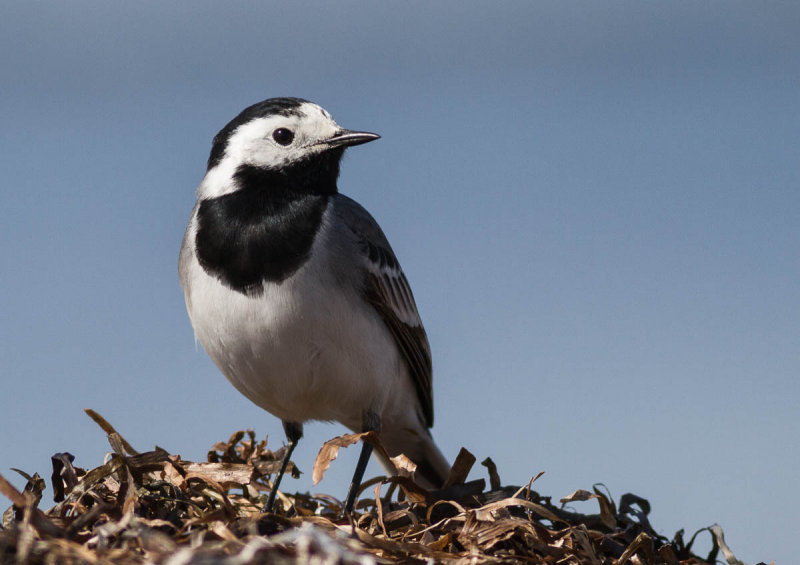 Pied Wagtail / Sdesrla