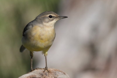 Grey Wagtail / Forsrla